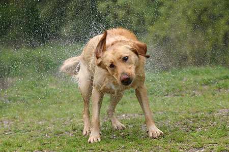 perro sacudiéndose el agua