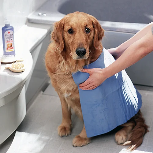 secando perro con puppy azul
